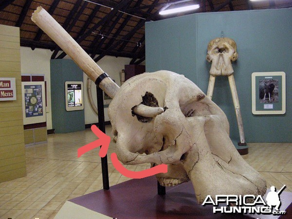 letaba-elephant-hall.jpg