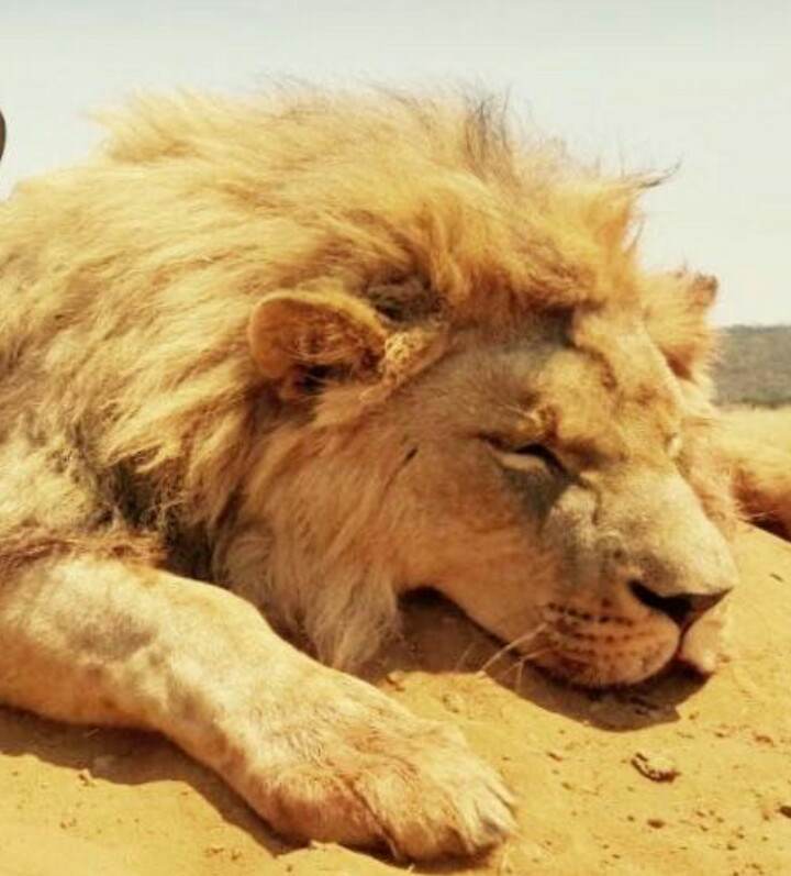 lion-3-jpg.220134
