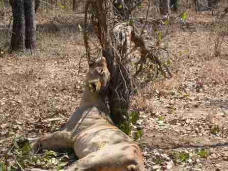 lion-caught-in-a-snare.JPG