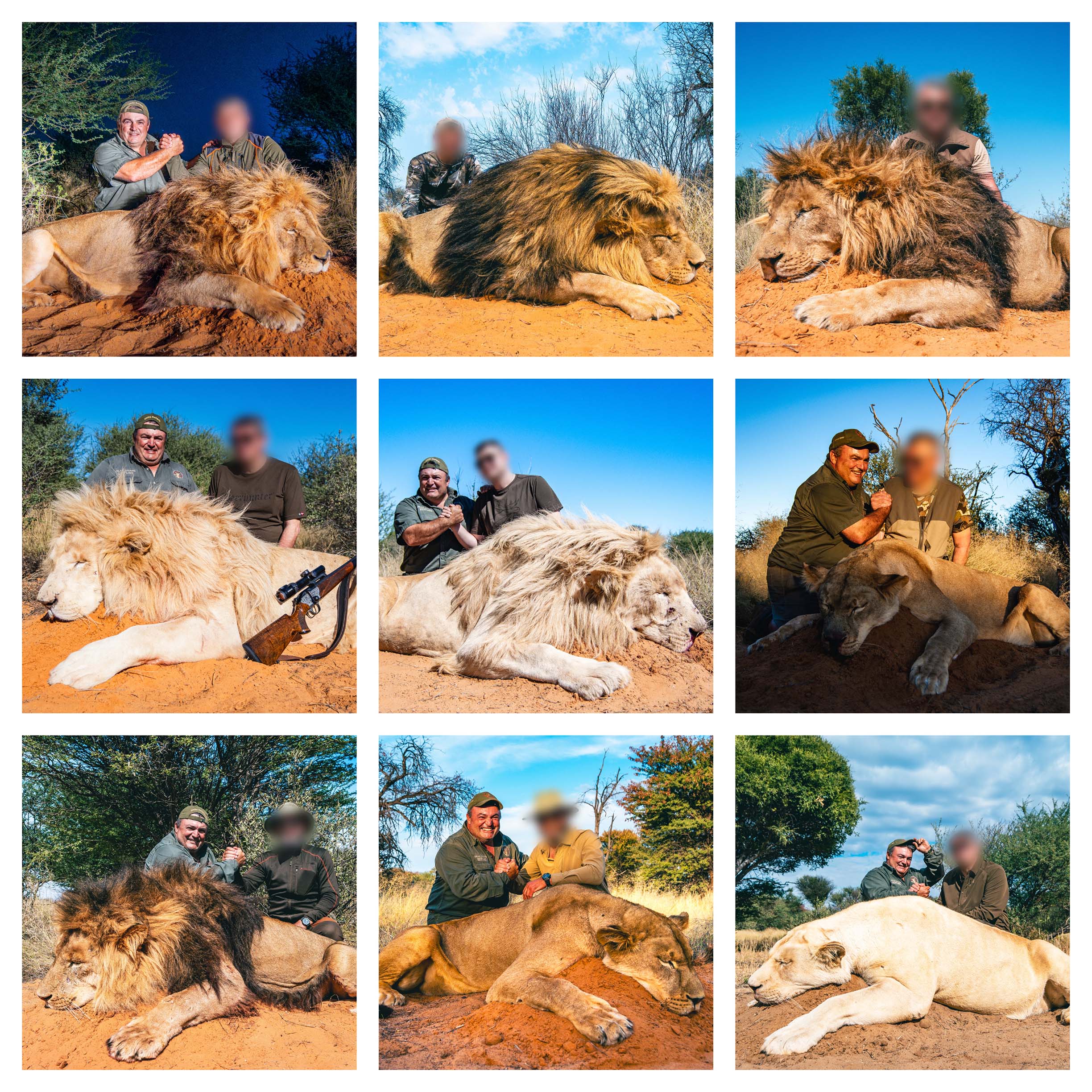 Lion Collage-1.jpg
