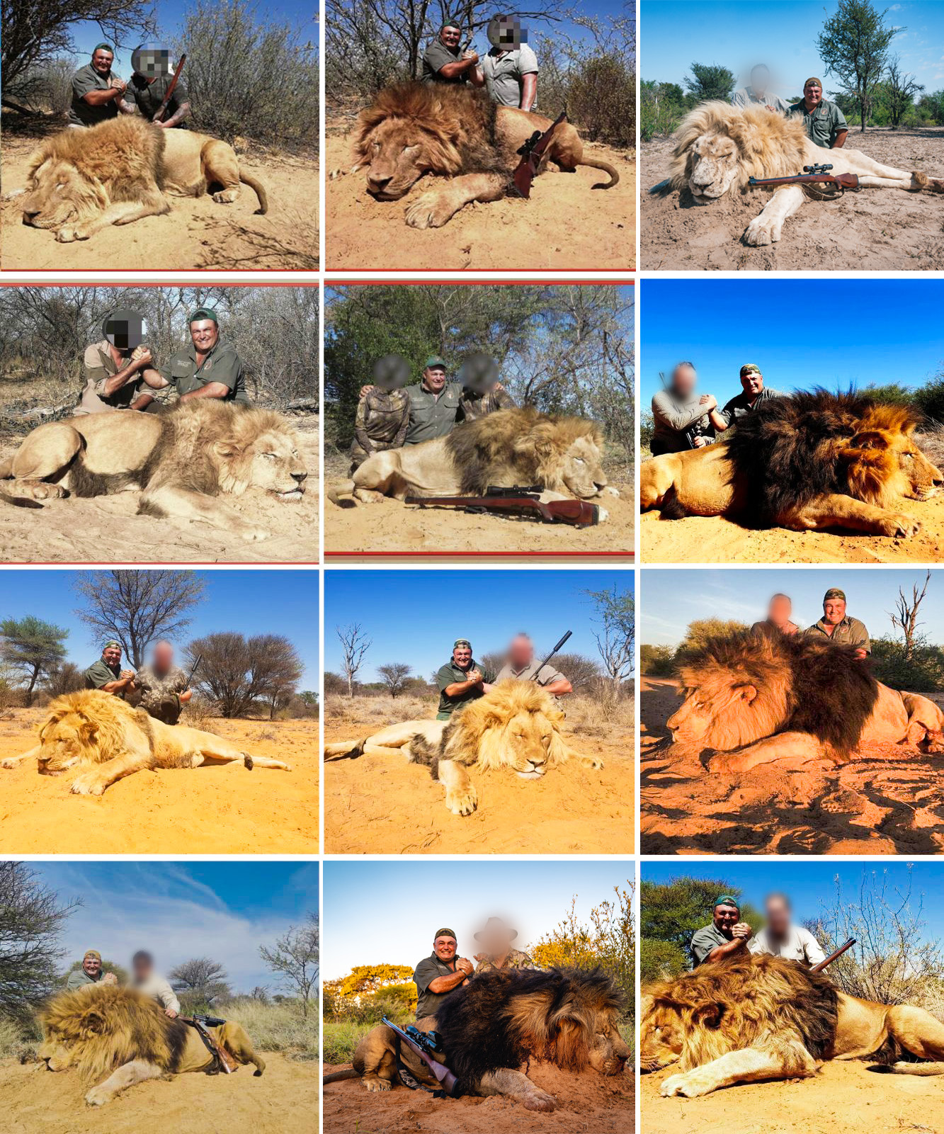 Lion Collage-2.jpg