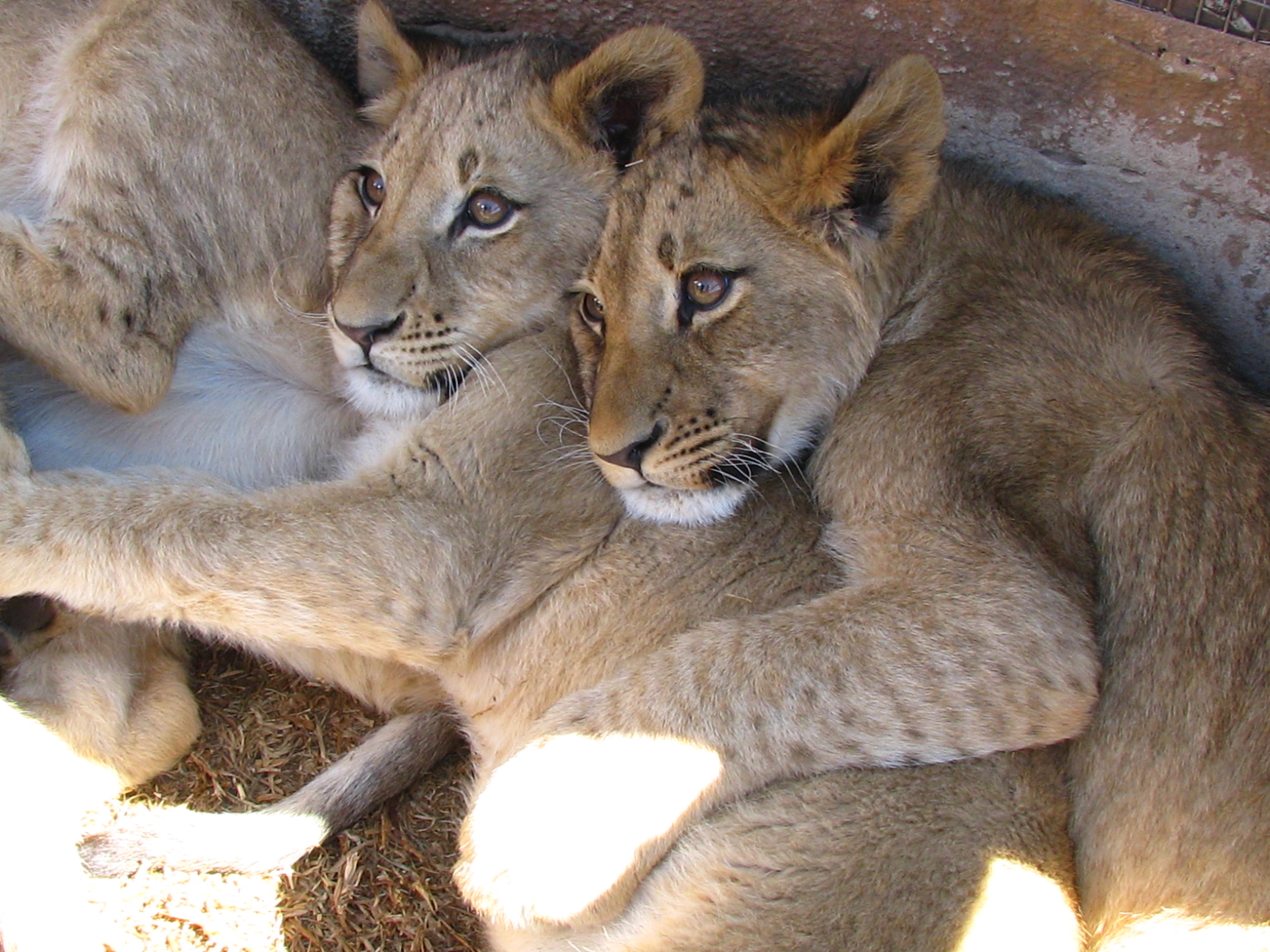 Lion cubs.JPG