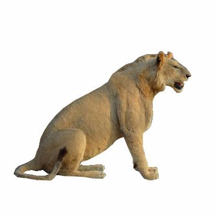 Lion-full-mount-taxidermy-animal-skins-for-sale-in-south-africa-1.jpg