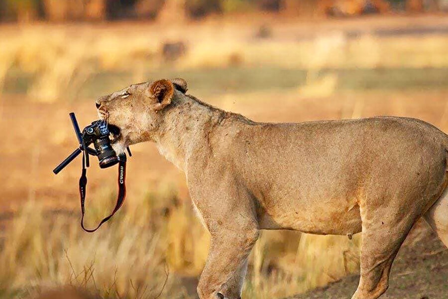 lion-steals-camera-from-photographer-25308.jpg