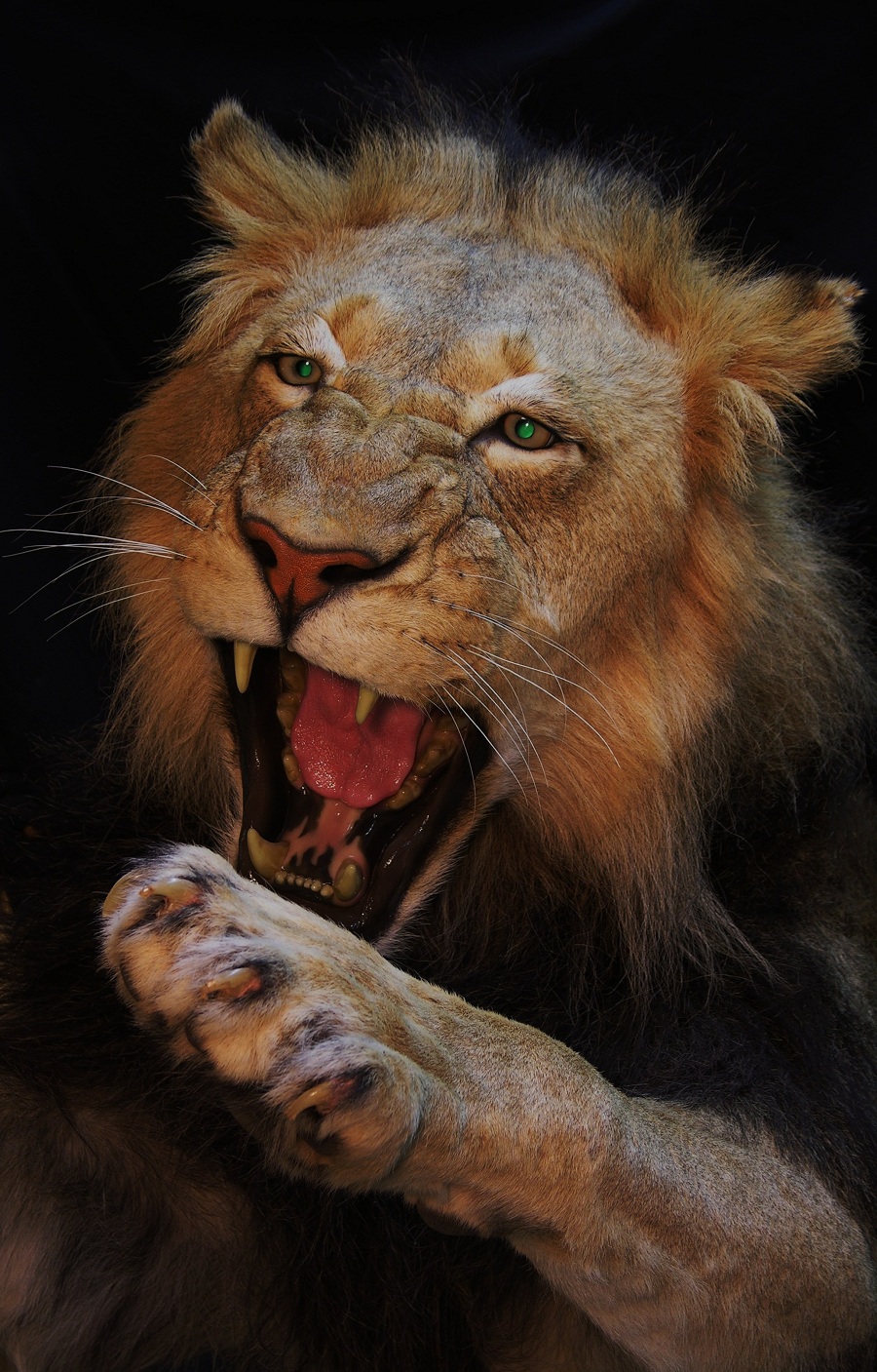 Lion-Taxidermy.jpeg