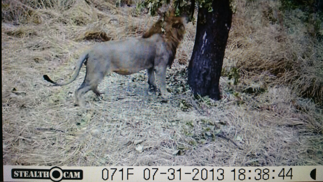 lion with scar on shoulder 2.jpg