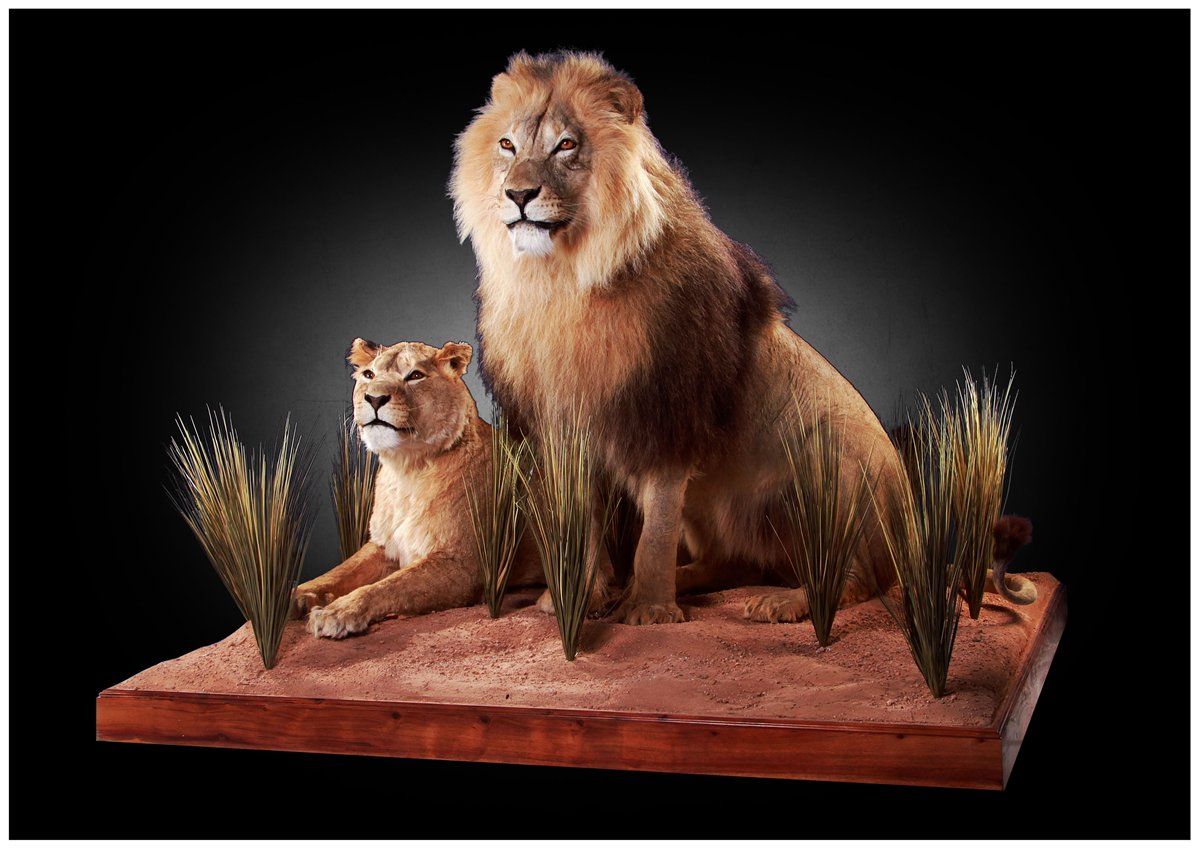 lion_with_lioness_full_mount.jpg
