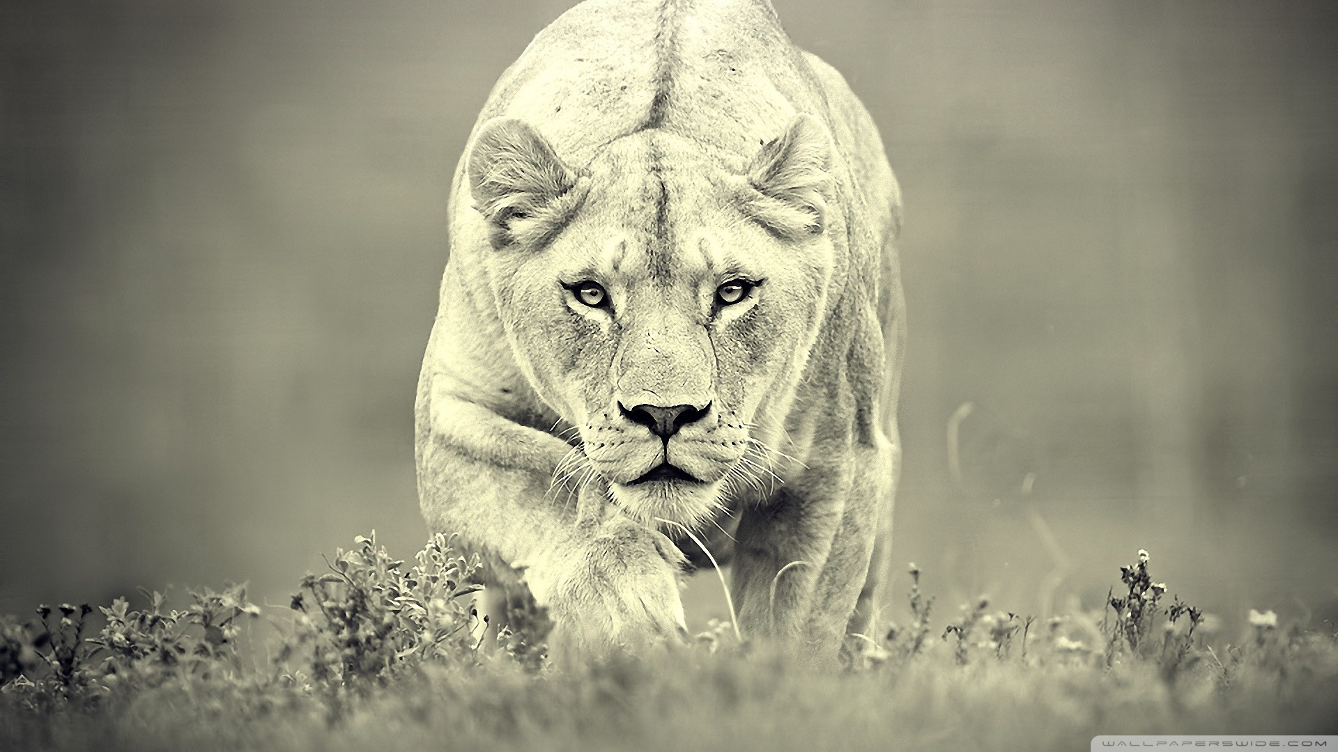 lioness-hunting_00446848.jpg