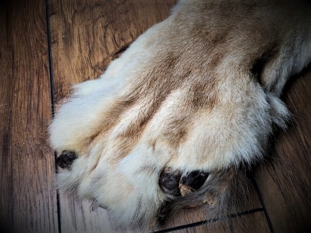 Lioness Paw.jpg