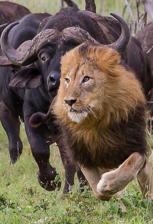 Lions and  Buffalo's_6.jpg