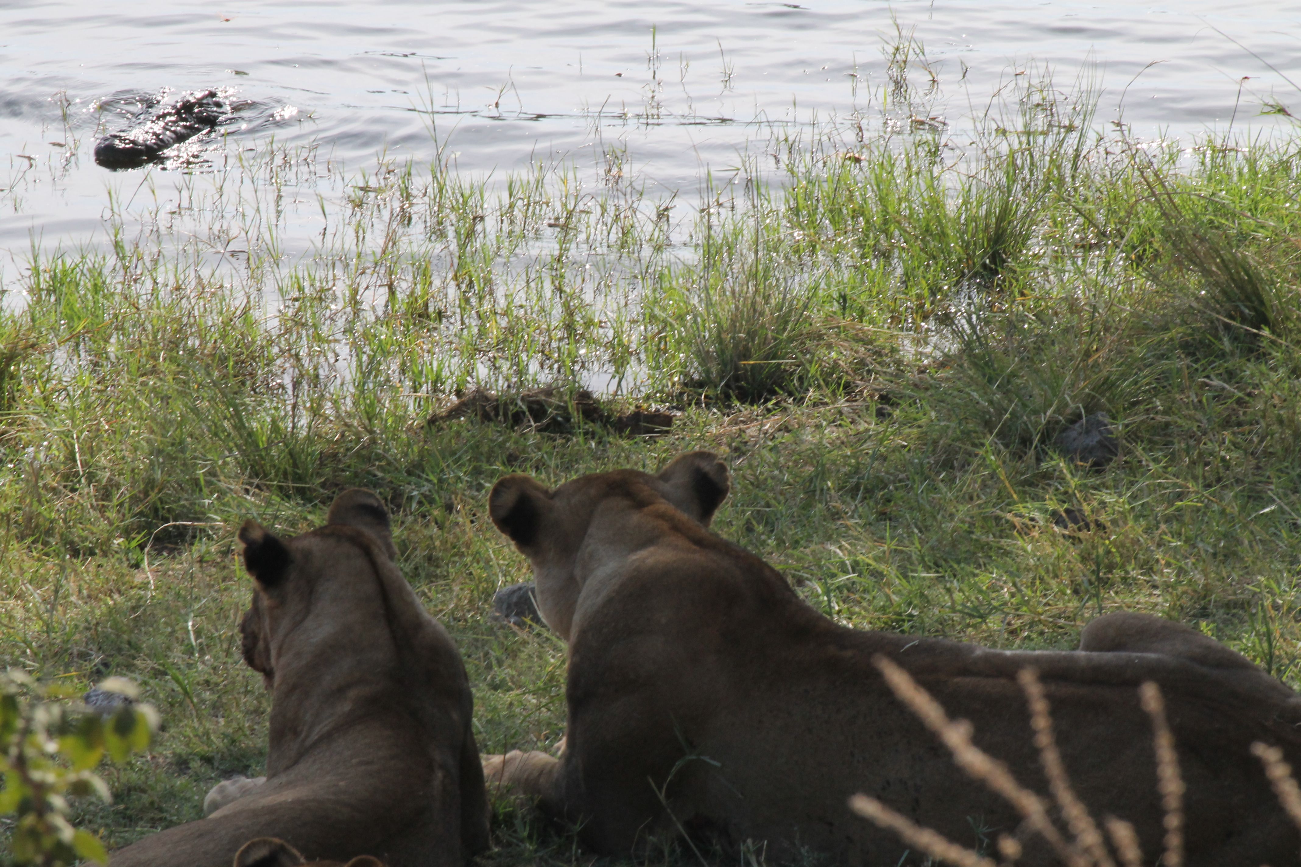 lions and croc.jpg