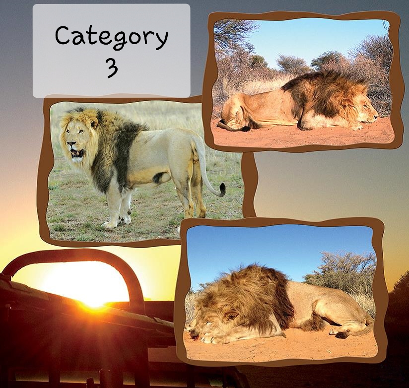 Lions Category 3.jpeg