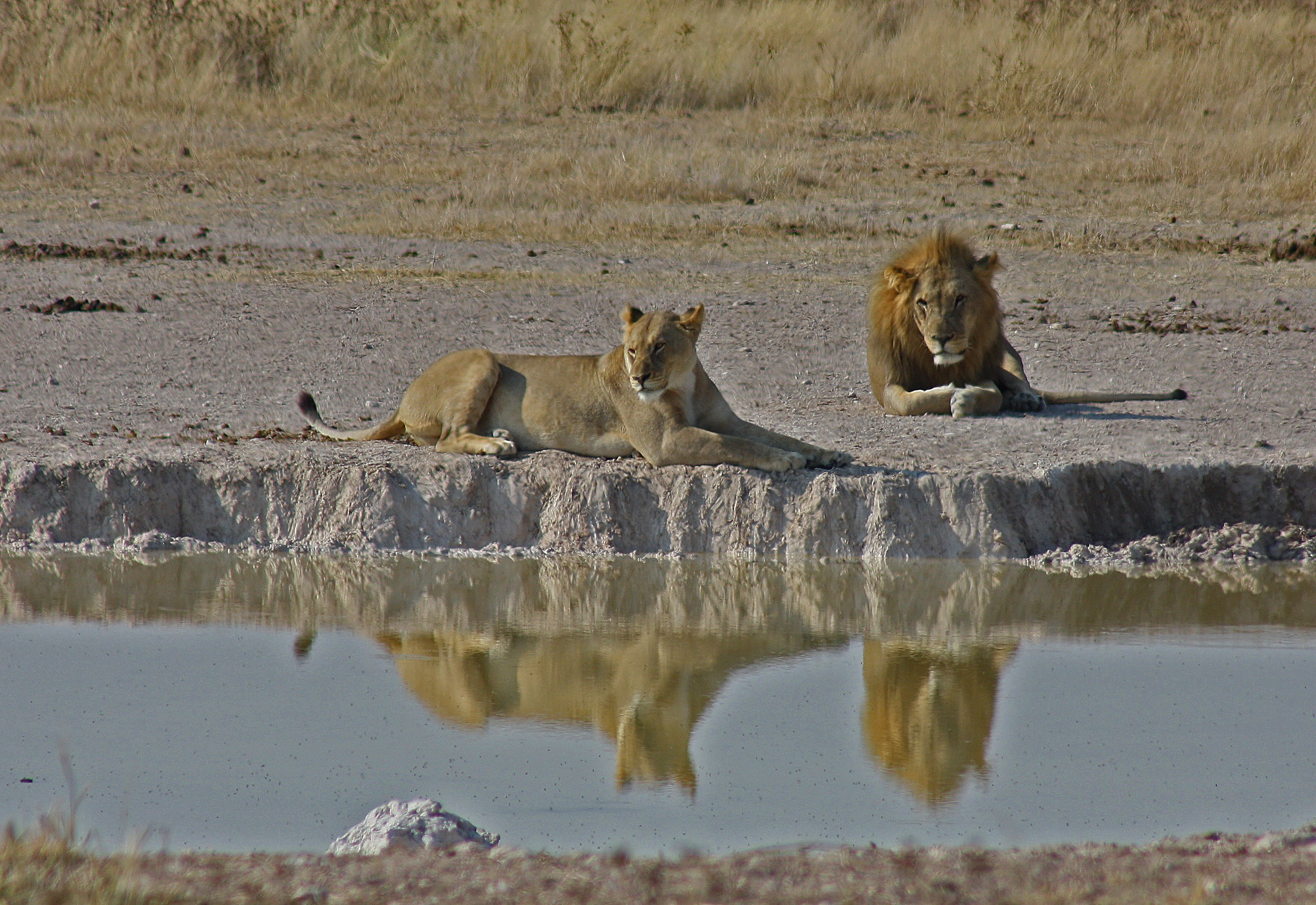 Lions Resting.JPG