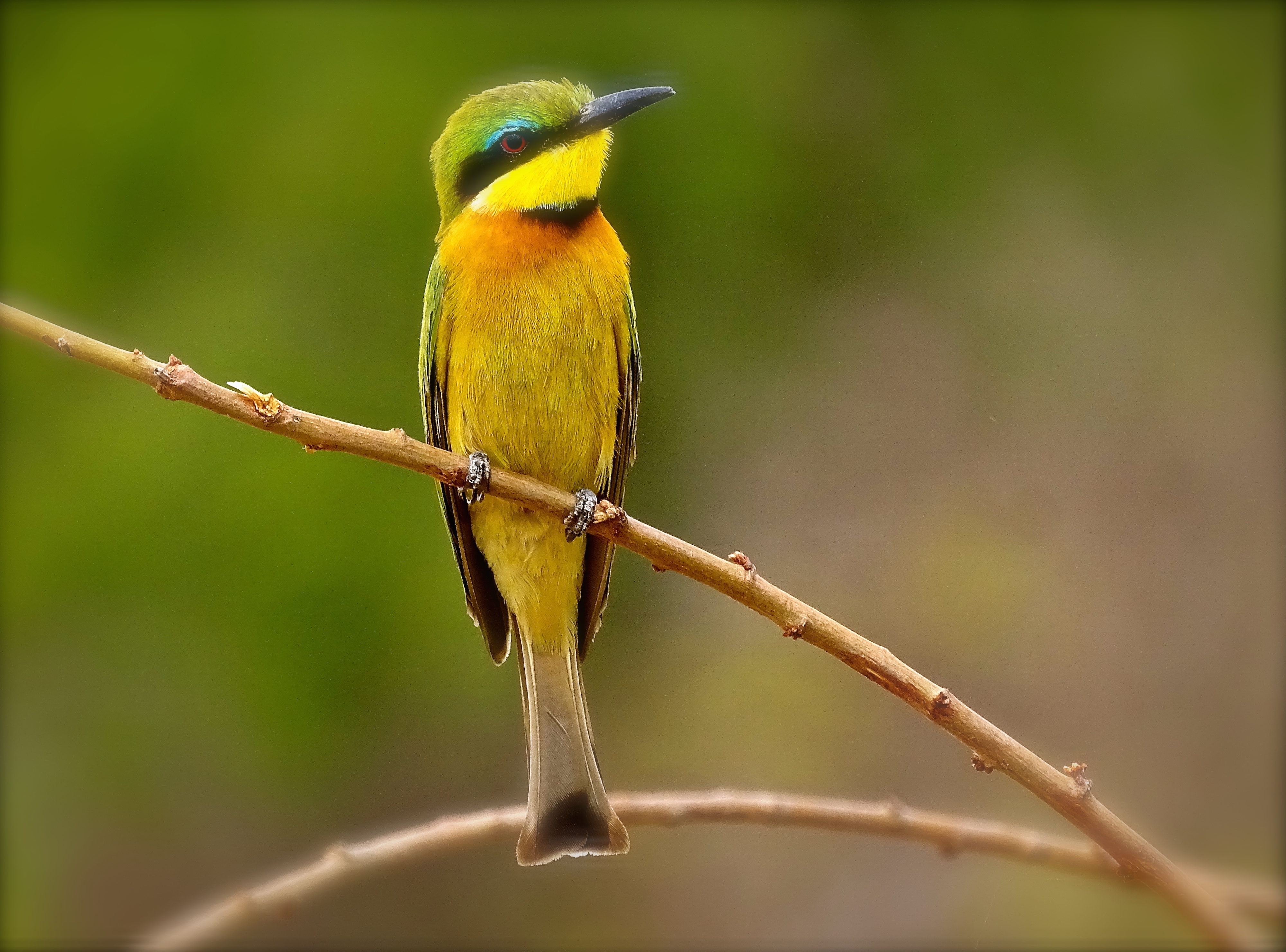 little bee eater2.JPG