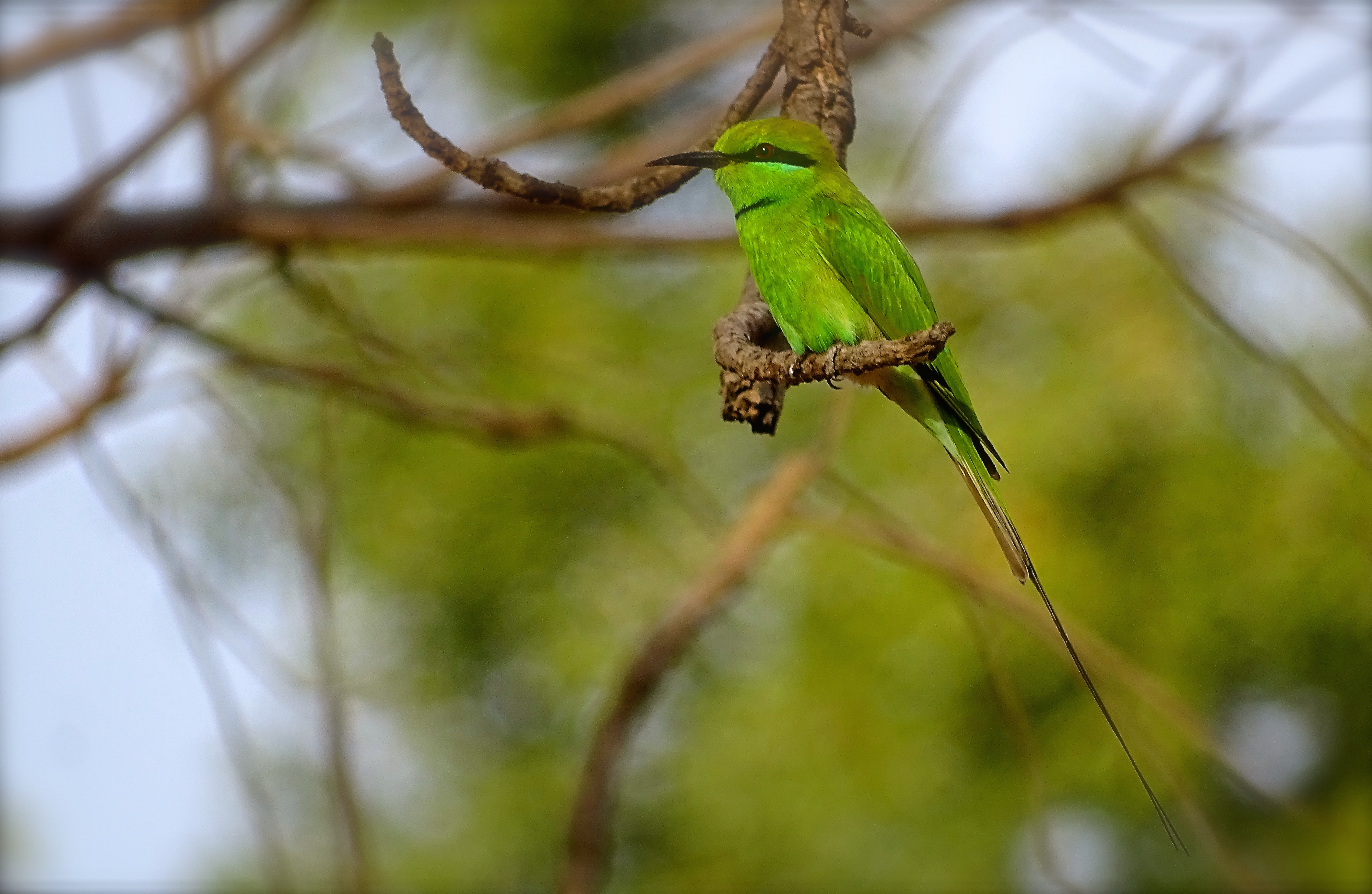 little green bee eater.JPG