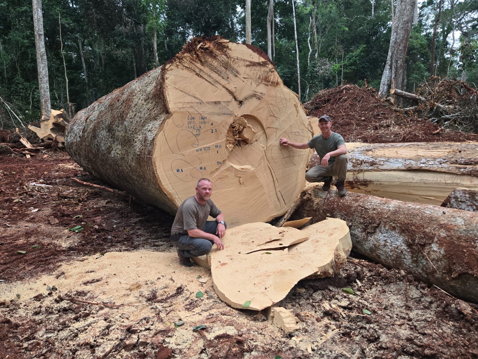log.jpg
