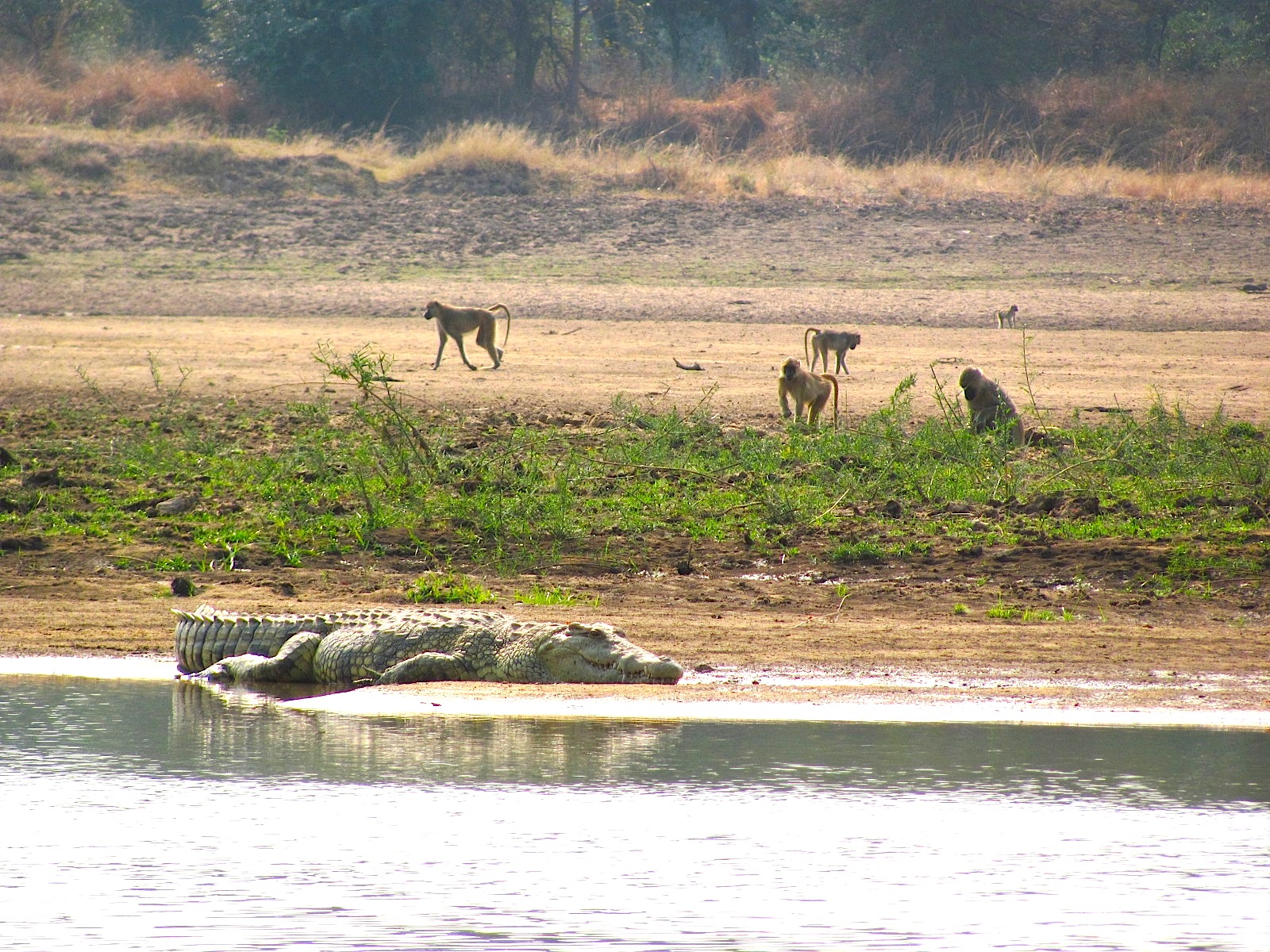 Luangwa croc and baboons.JPG