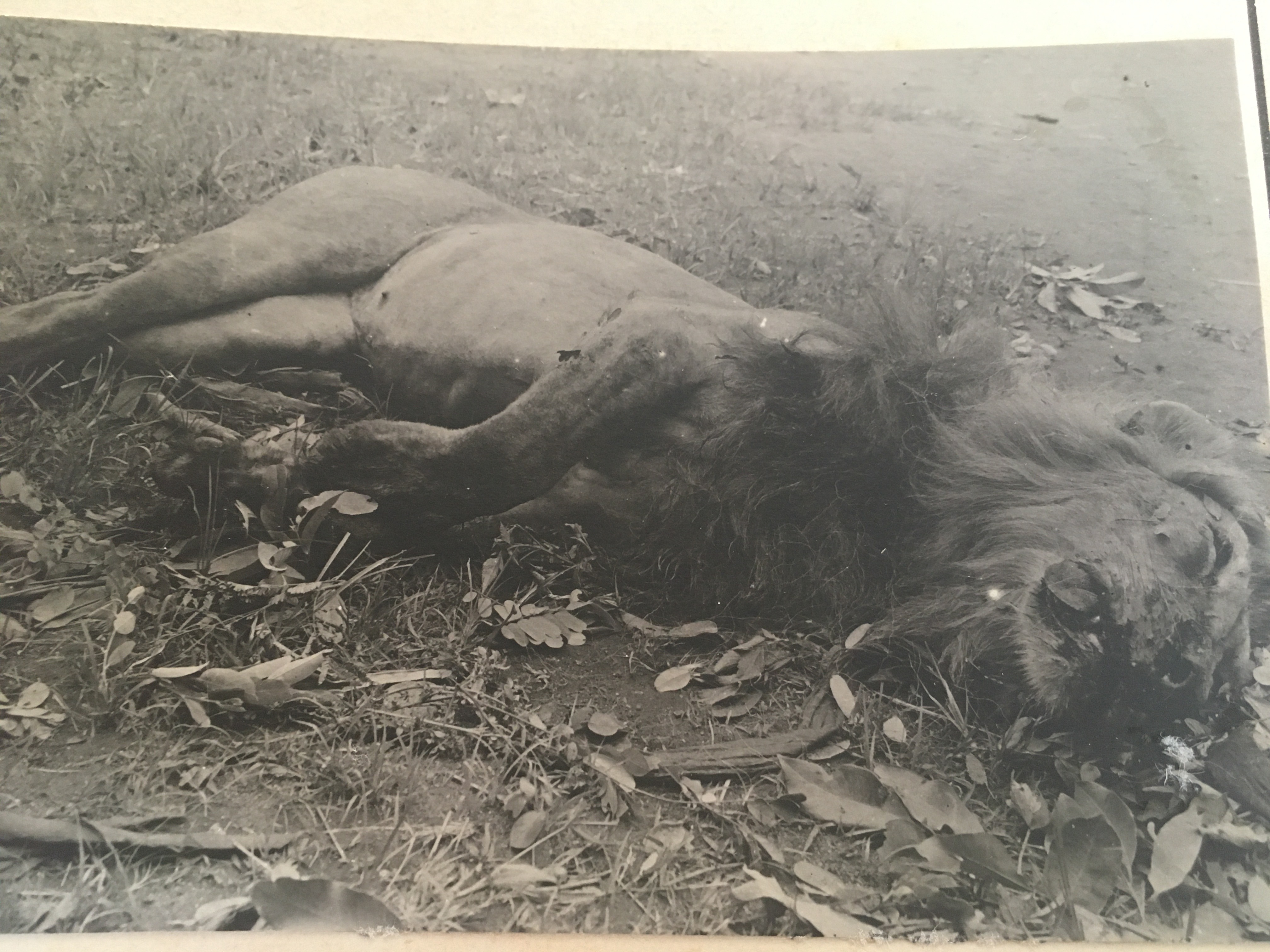 Mönche-ein durch Speerstich ins Auge getöteter Löwe.JPG