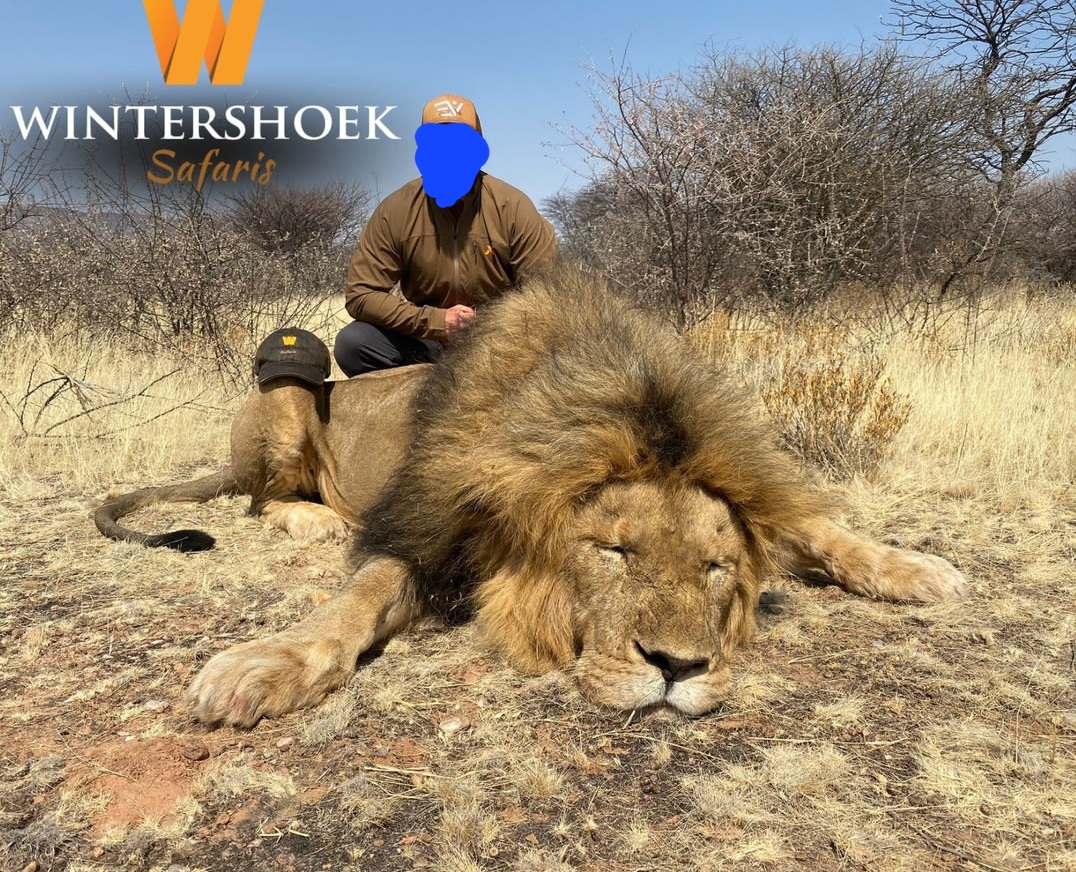 Magnificent black-maned lion-Eastern Kalahari.jpg