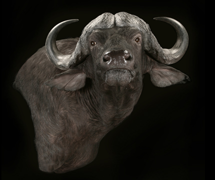 Mammal-cape-buffalo-species.jpg