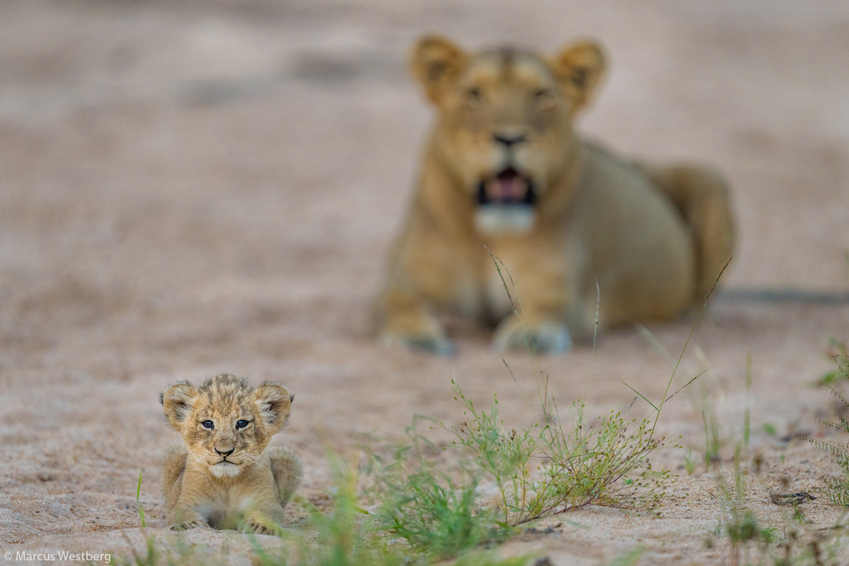 Marcus-Westberg-five-week-old-lion-cub-in-Thornybush-Game-Reserve-South-Africa-2.jpg