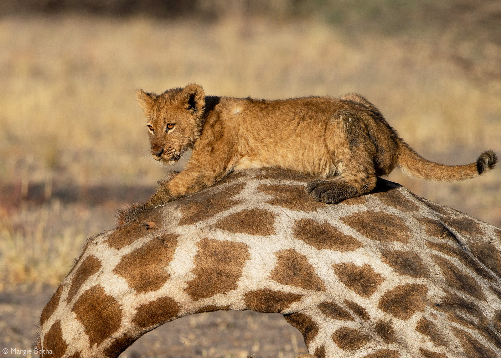 Margie-Botha-Lion-cub-on-giraffe-neck-Savuti-Botswana.jpg