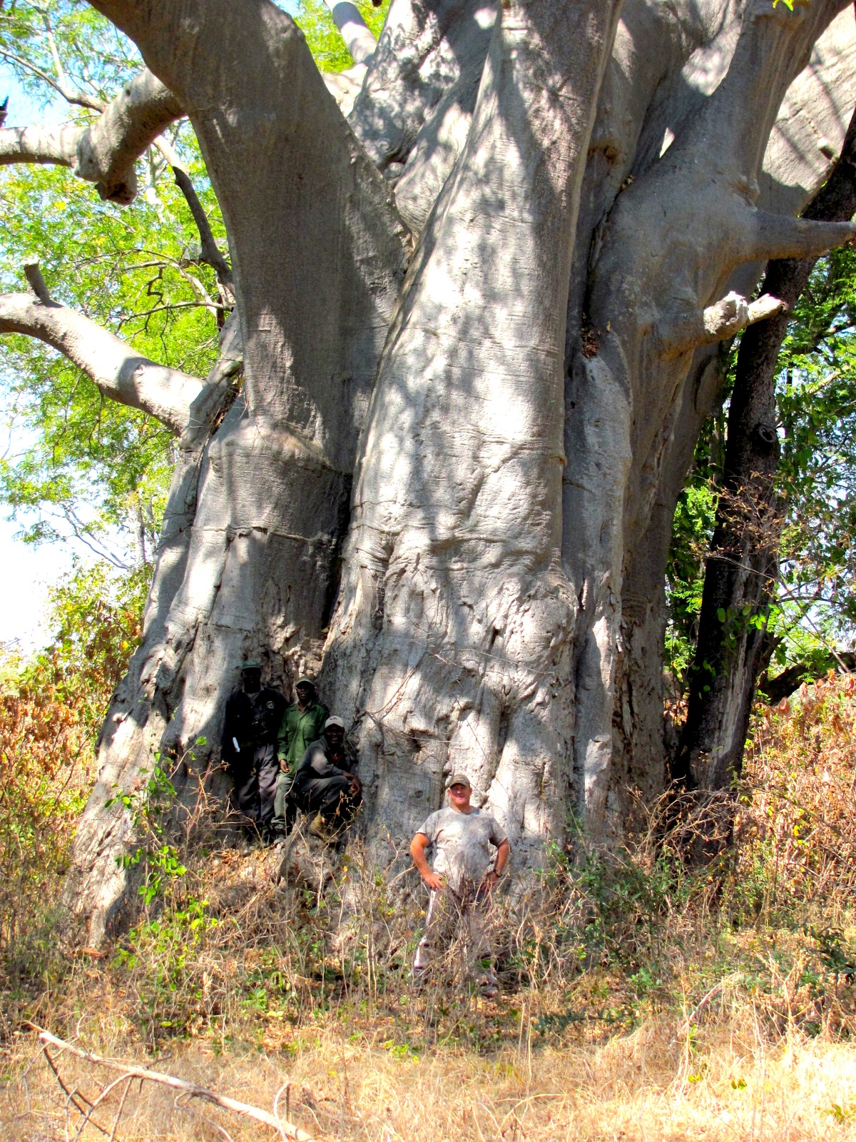 massive Baobab Zambia.JPG