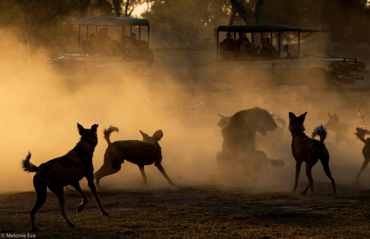 Melonie-Eva-wild-dog-and-lioness-showdown-Moremi-GAme-Reserve-Botswana-1.jpg