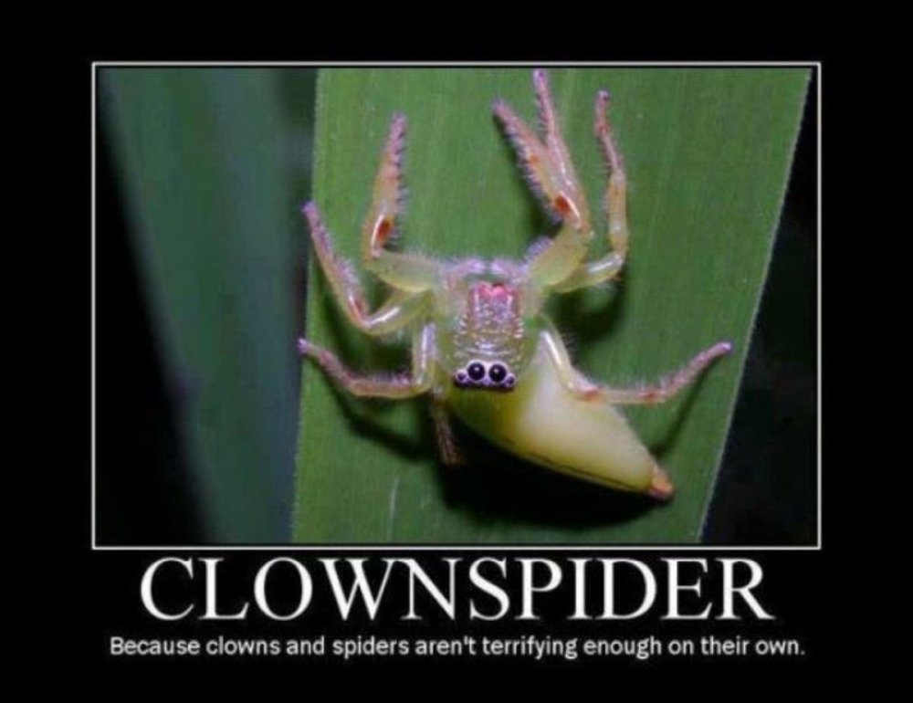 memeclownspider.thumb.jpg.951c5bd7e92d8fcc2e8b69eaa6b7ff70.jpg