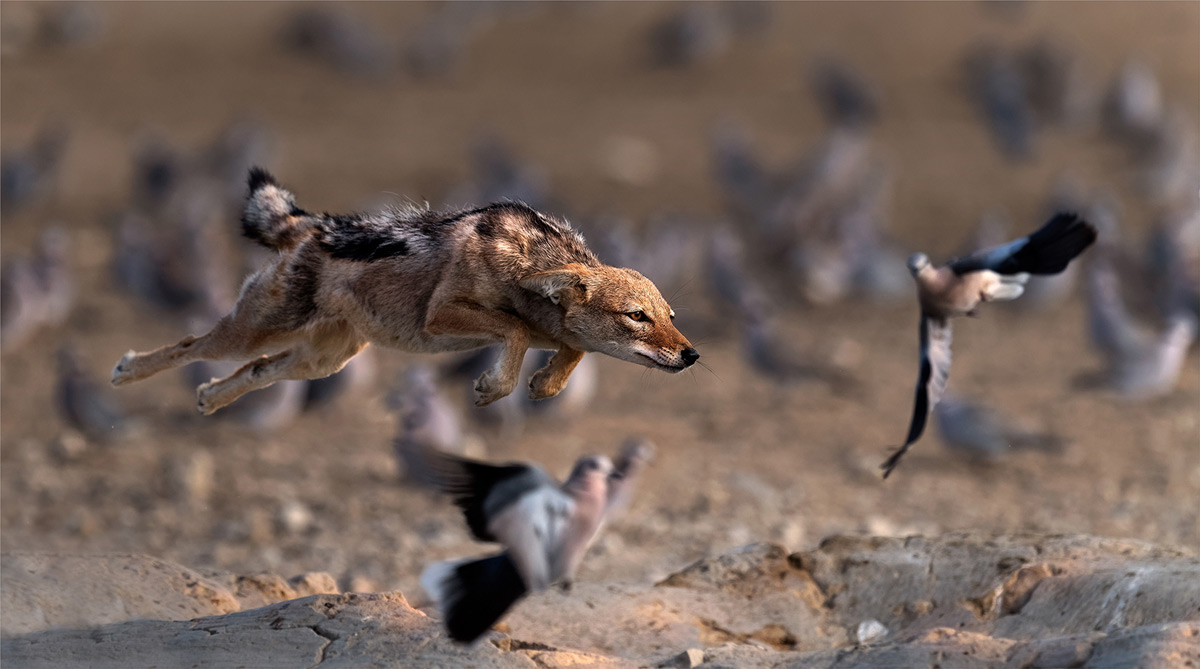 Michiel-Duvenhage-Jackal-flying-to-catch-breakfast-Kgalagadi-2.jpg