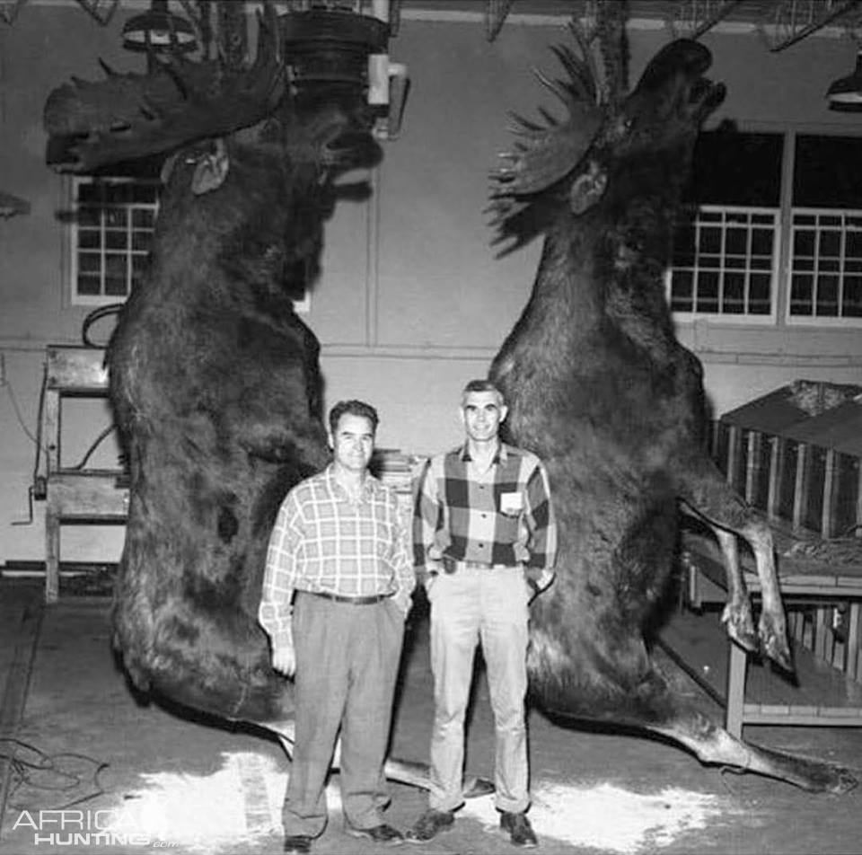 moose.jpg