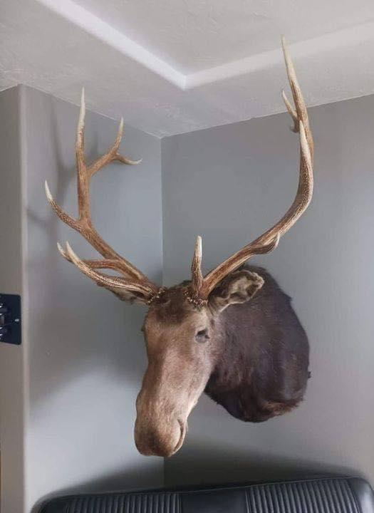 MooseMount.jpeg
