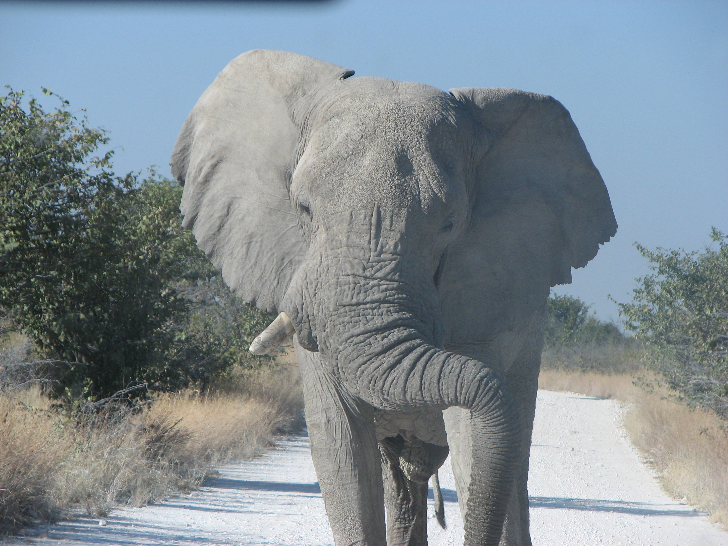 Mopani Safaris 191.JPG