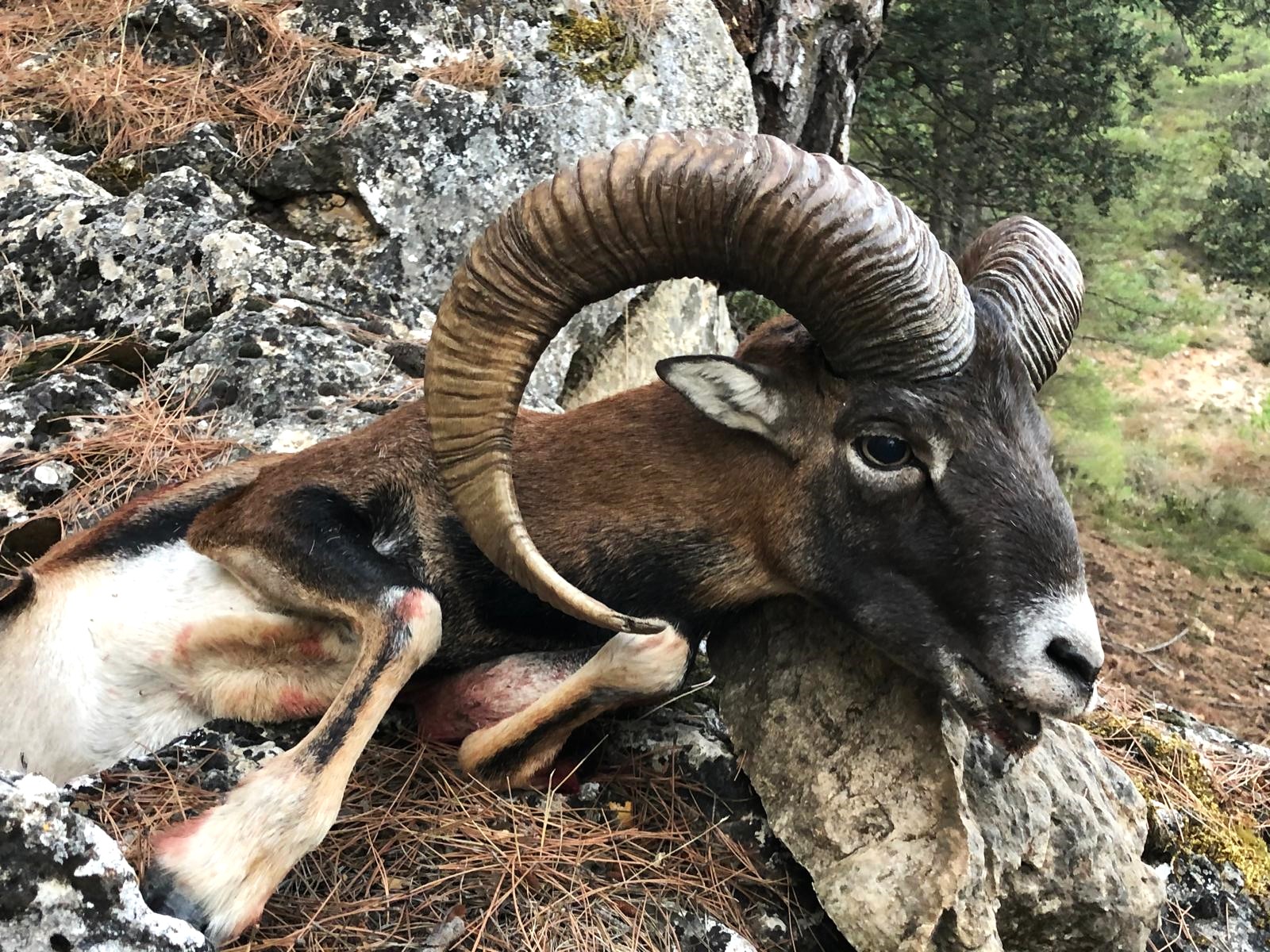 Mouflon 2.jpeg