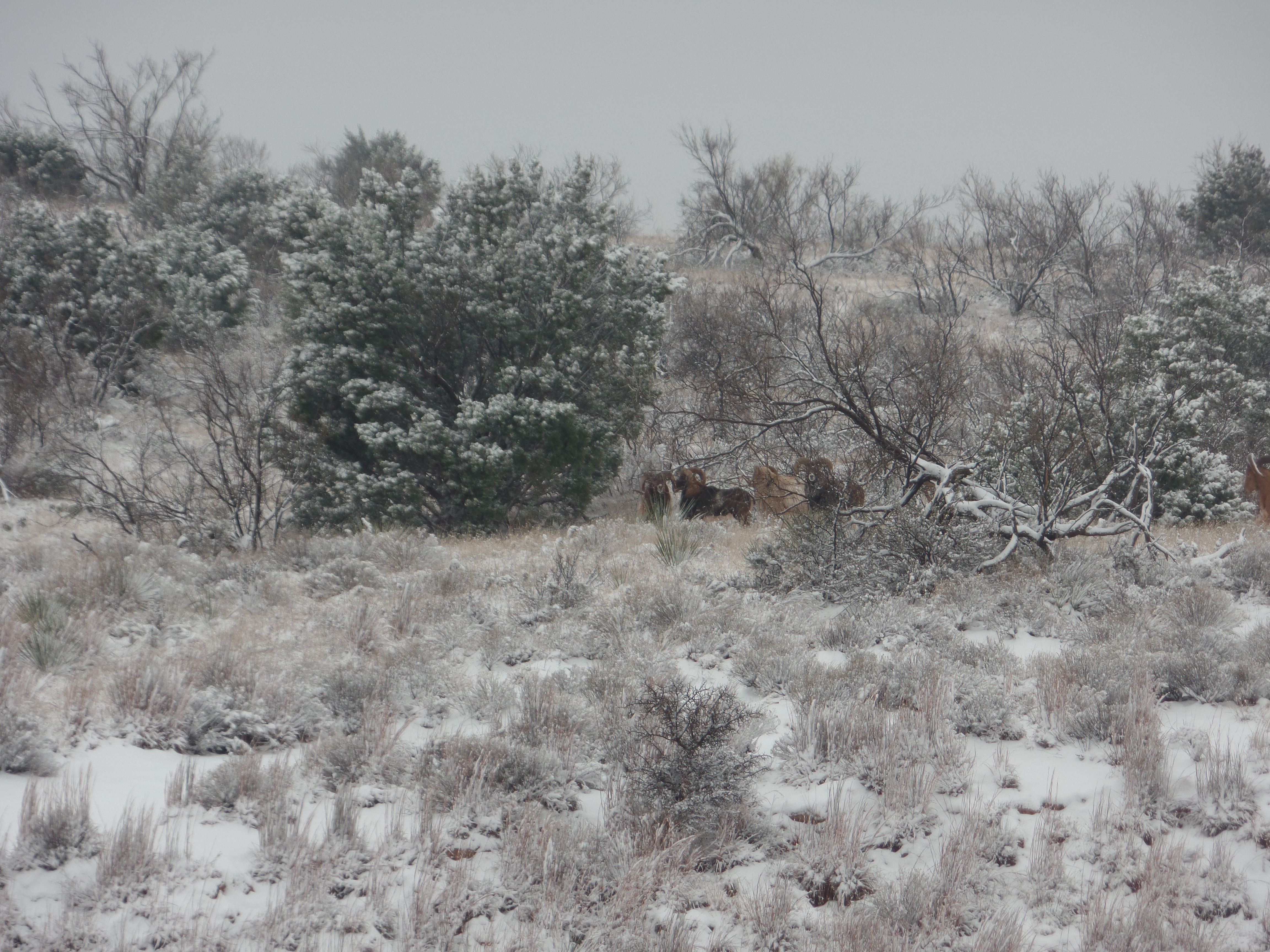 mouflon, catalina and texas dall.JPG