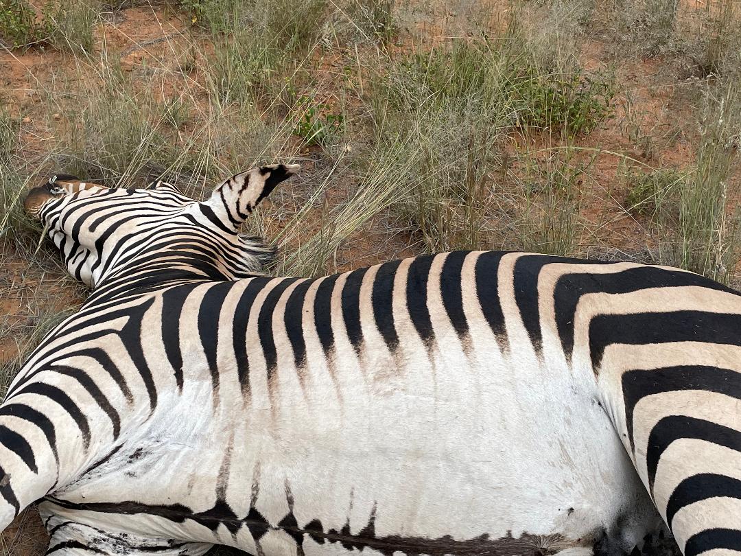 Mountain Zebra Belly.jpg