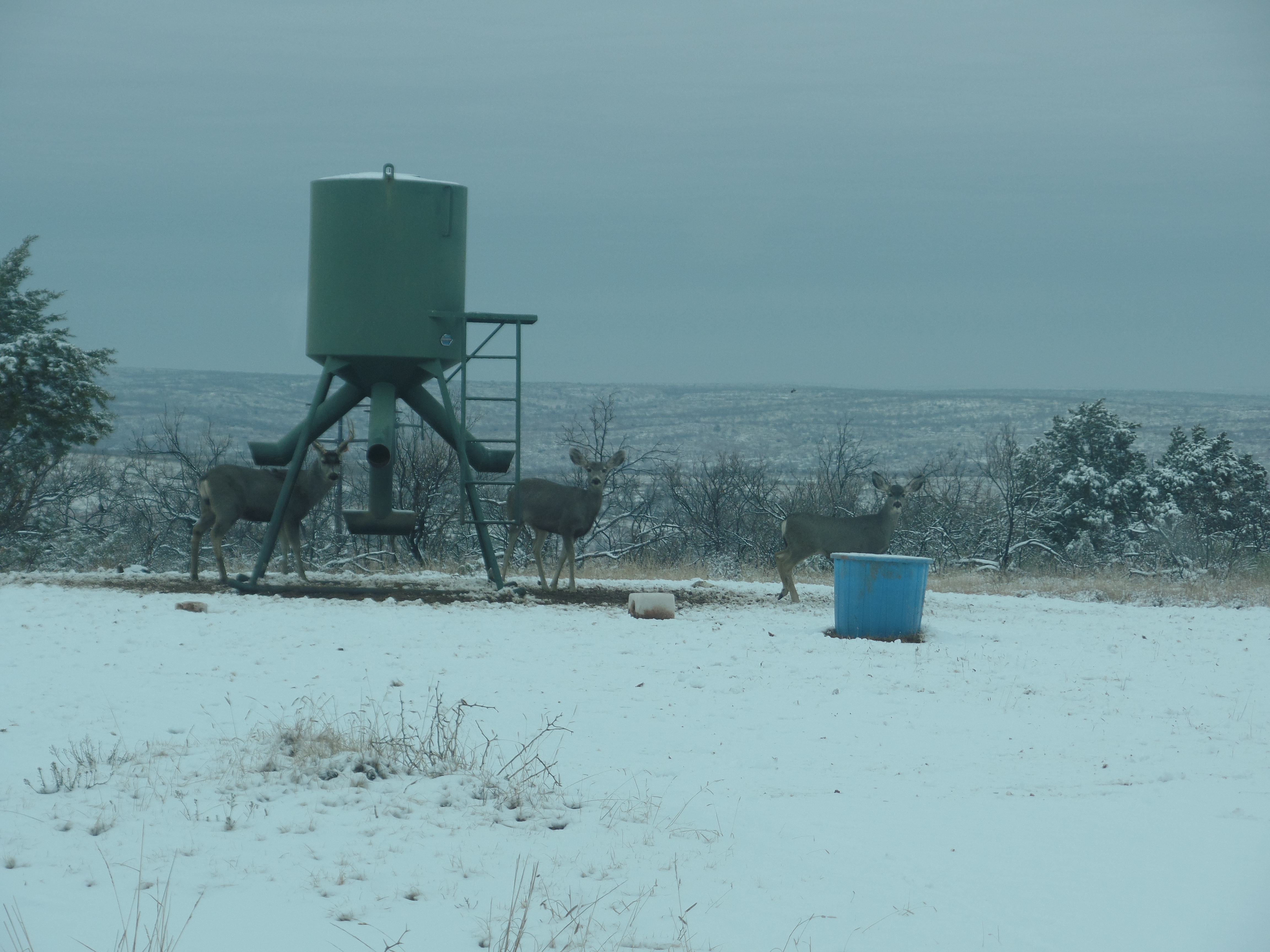 muleys on feeder.JPG
