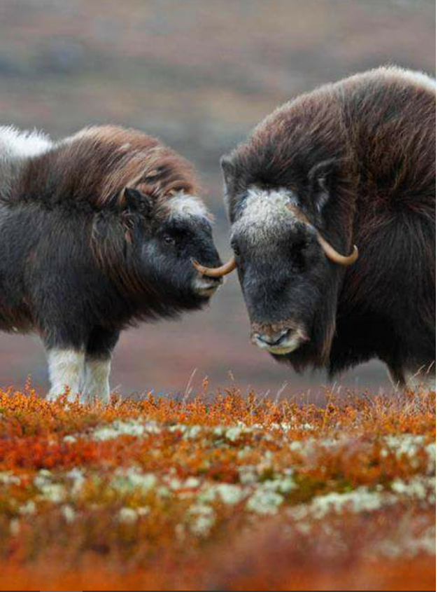 musk ox.png