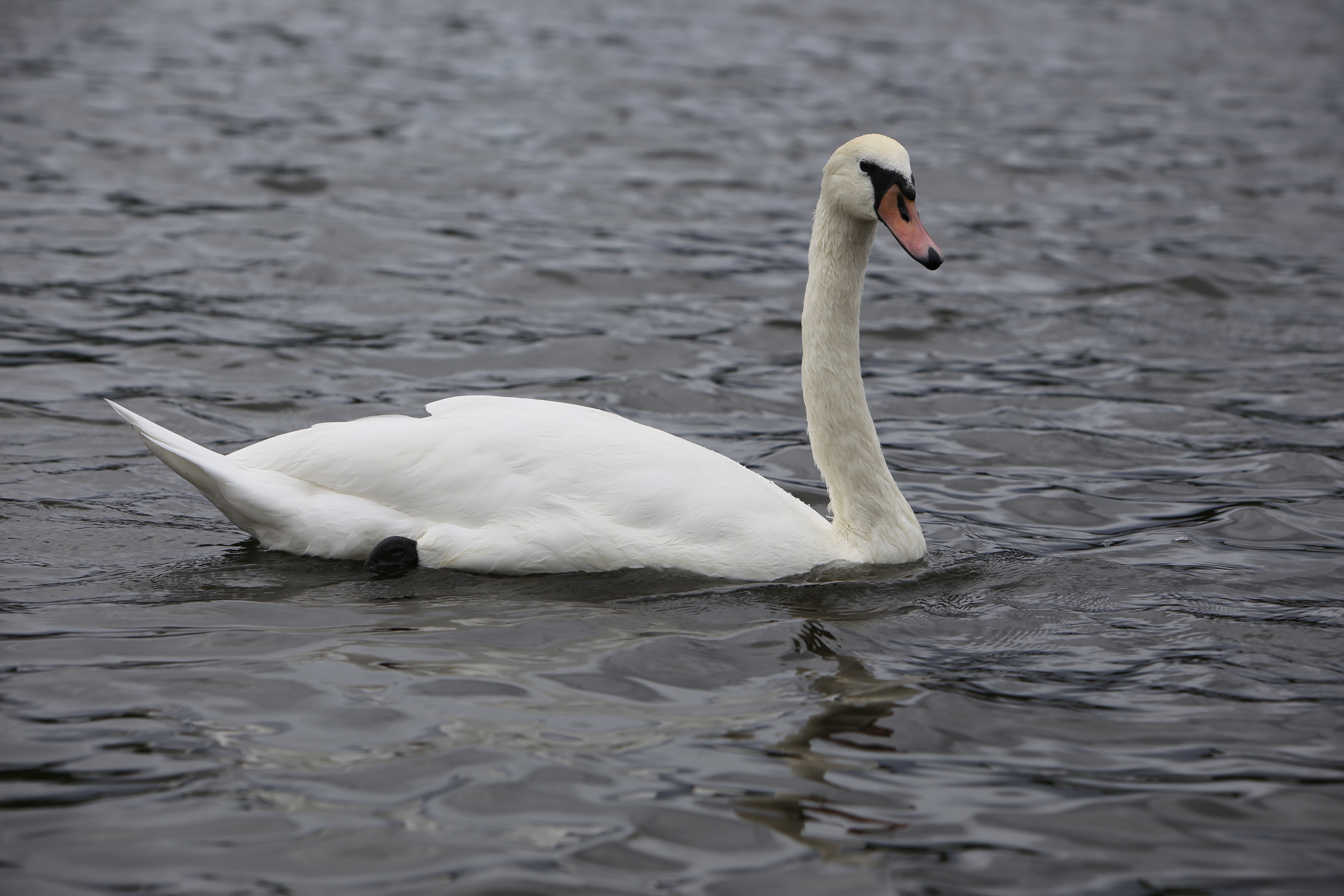 Mute Swan.jpeg