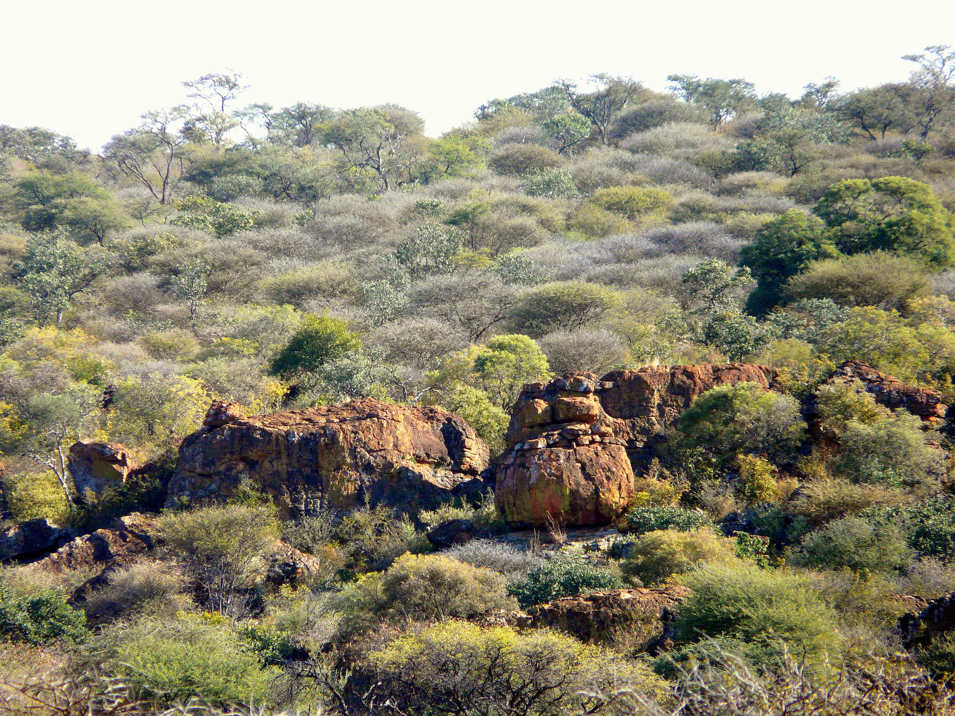 Nambia Hunting 2008 198.jpg
