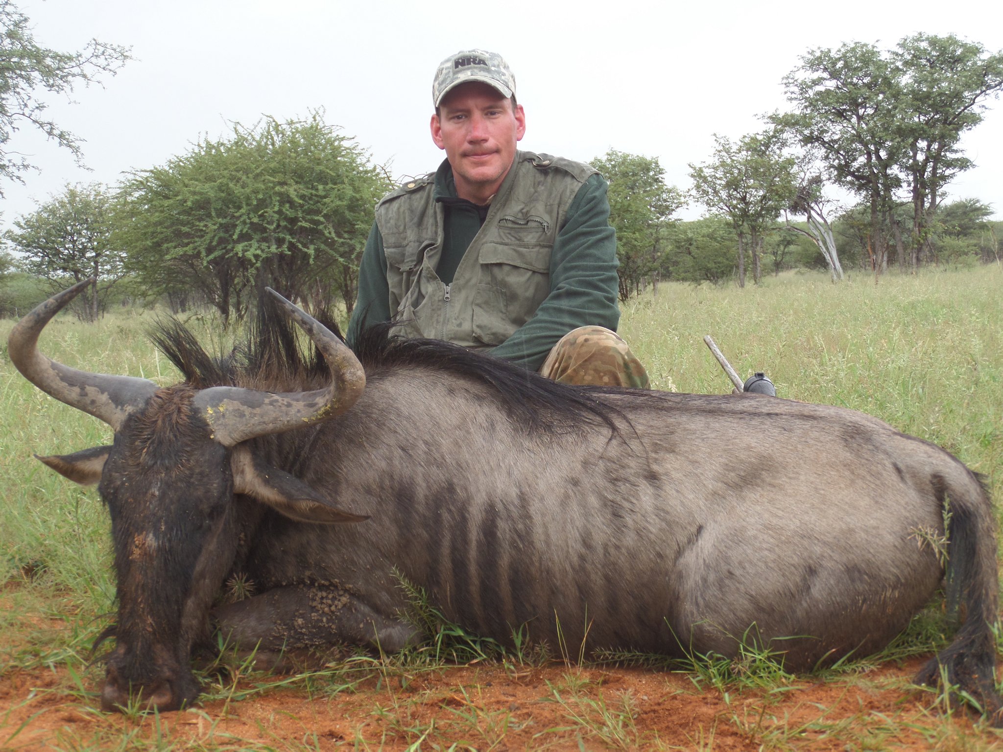 Namibia Blue Wildebeest2.jpg