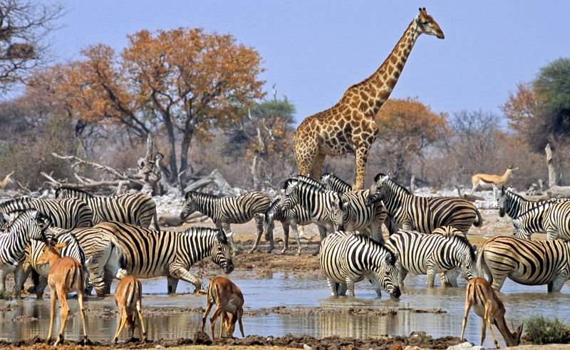 namibia-etosha-okaukuejo-waterhole-istock.jpg