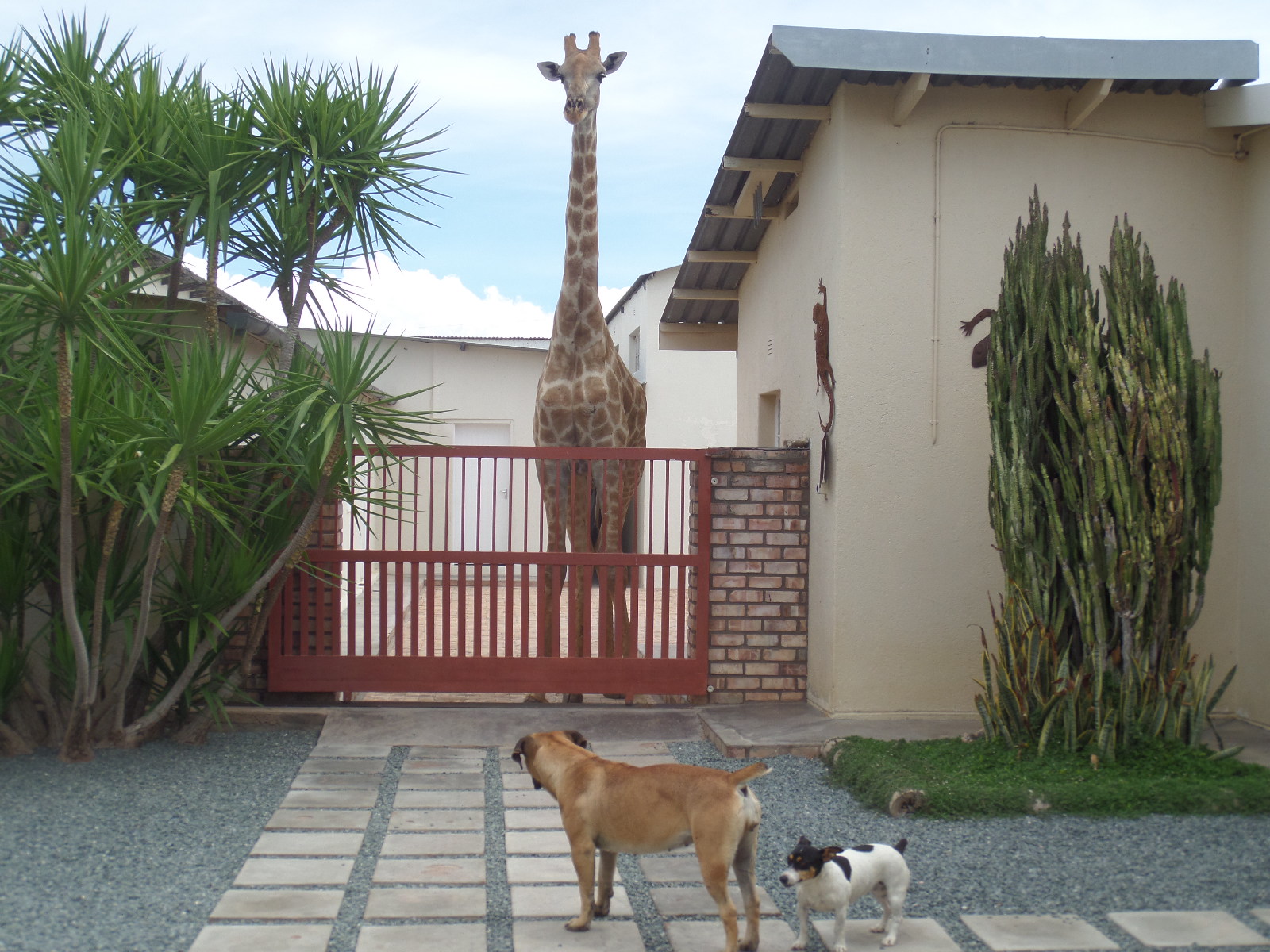 Namibia giraffe & dogs.JPG