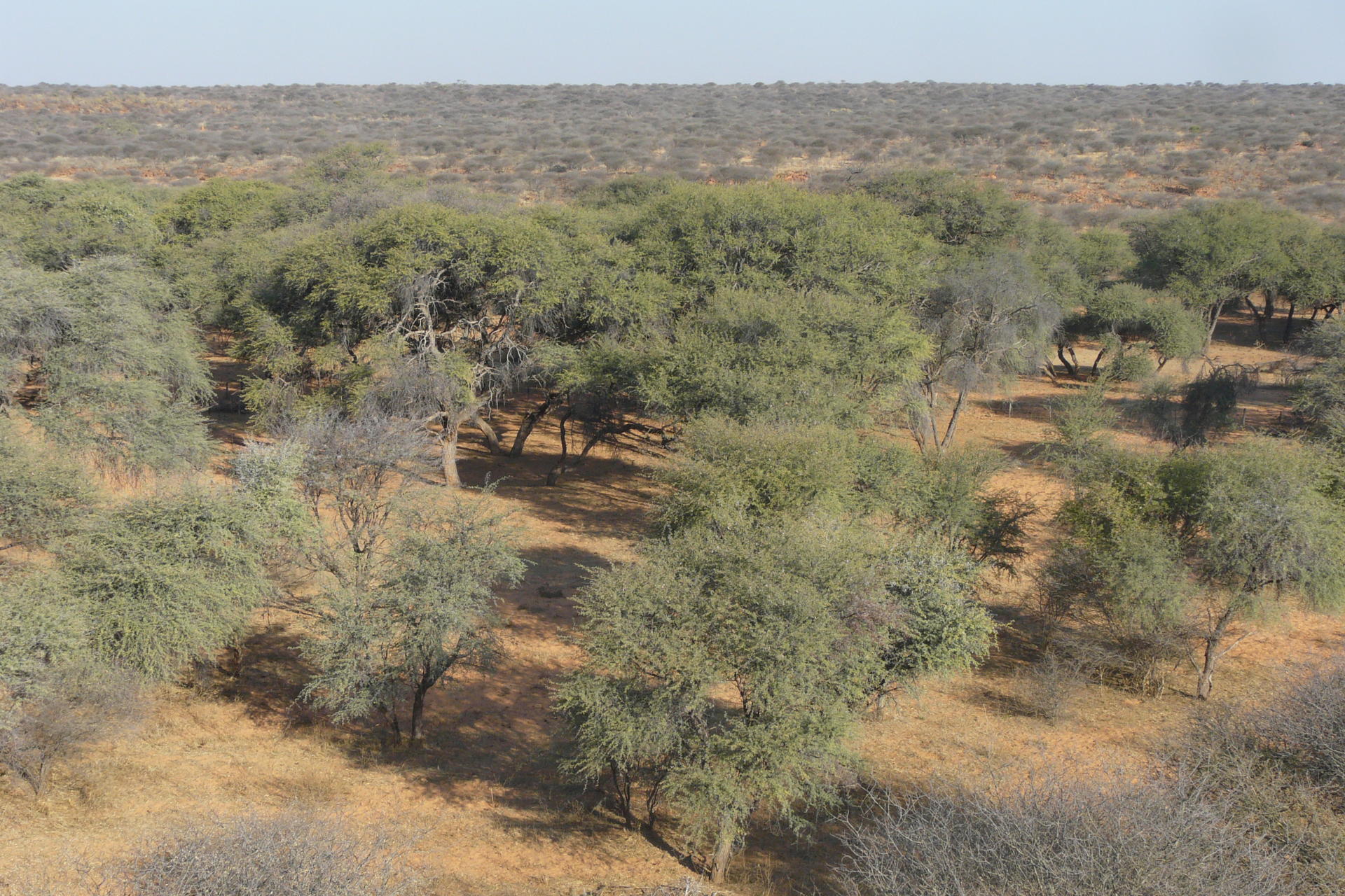 Namibia Hunting 2009 304.jpg