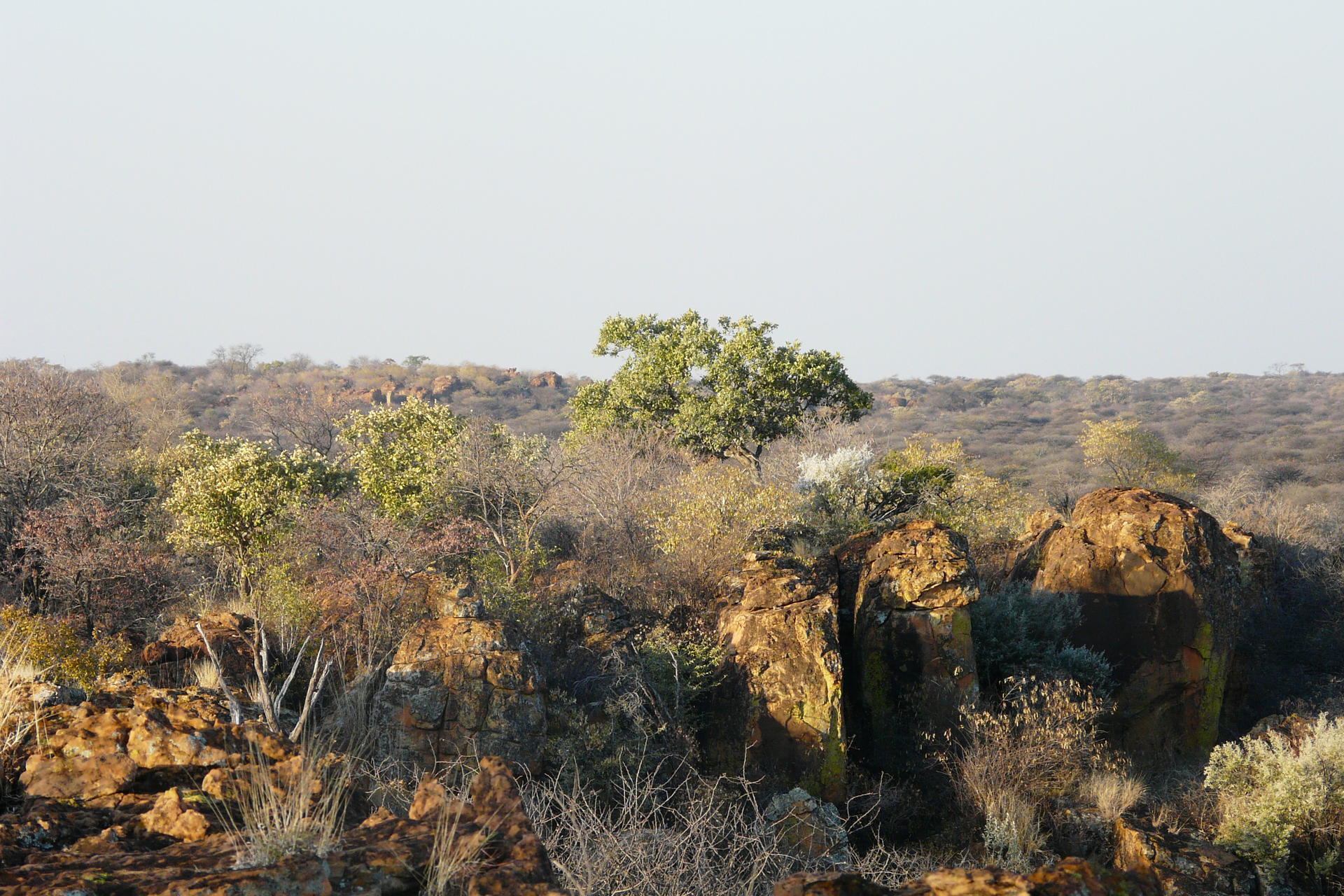 Namibia Hunting 2009 315.jpg