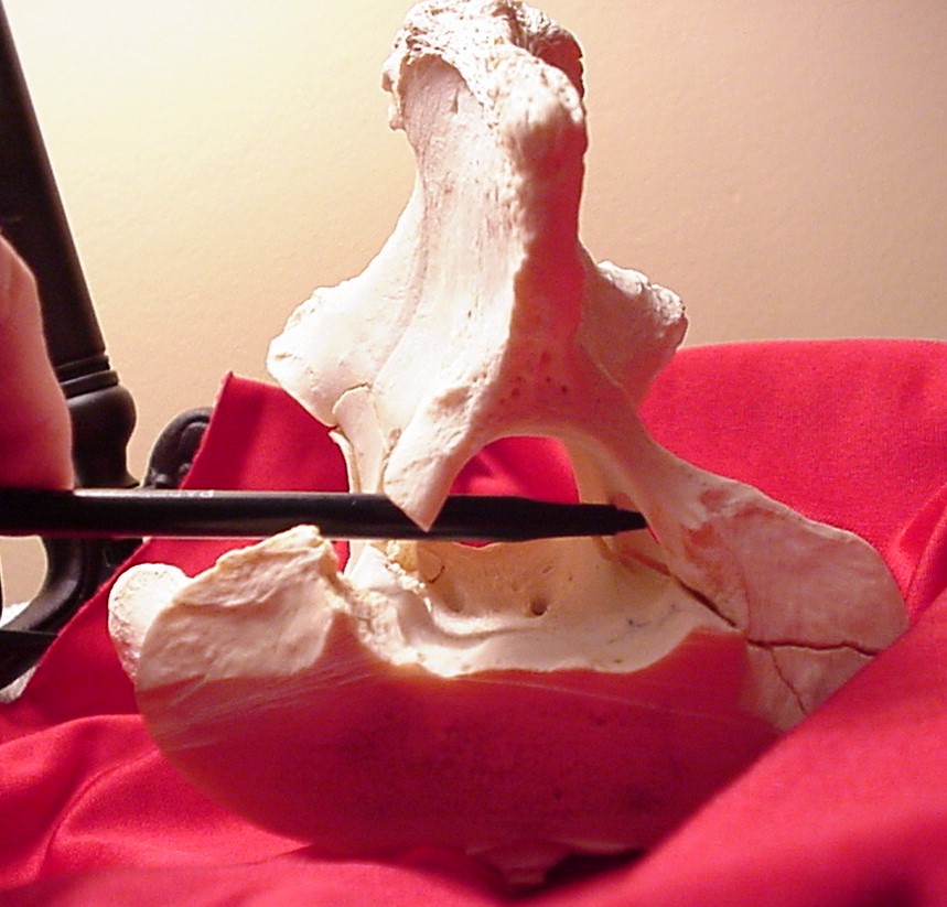 Neck Bone Shot Placement 2.jpg