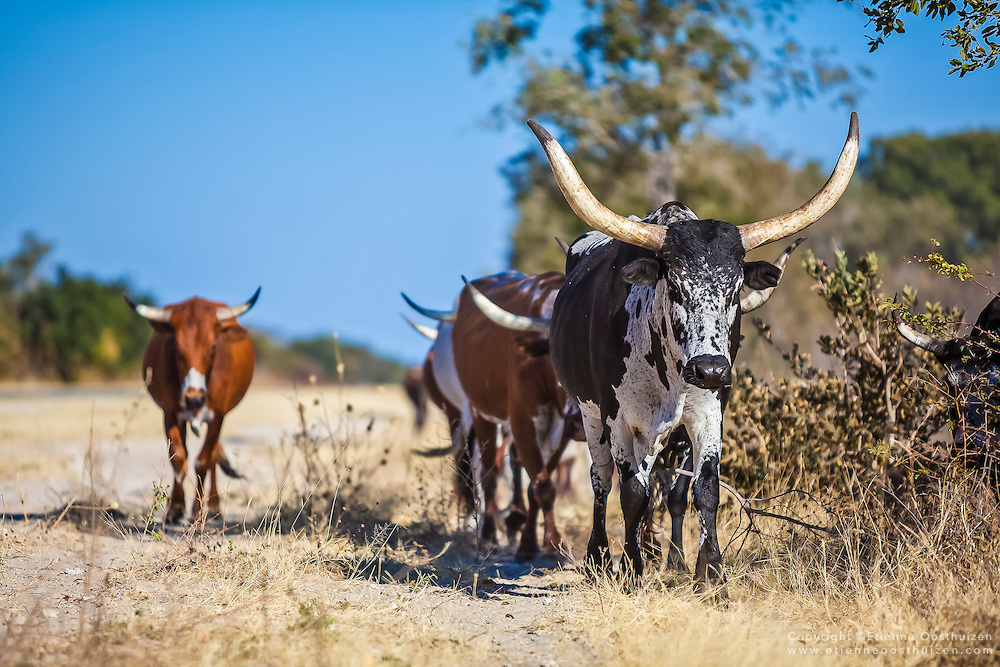 nguni-cattle-Namibia-010.jpg