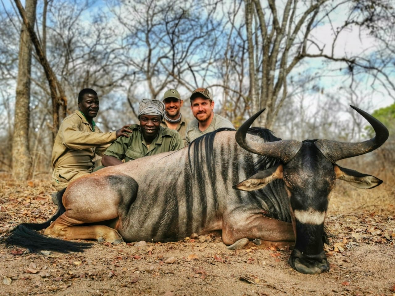 Niassa Wildebeest.jpg