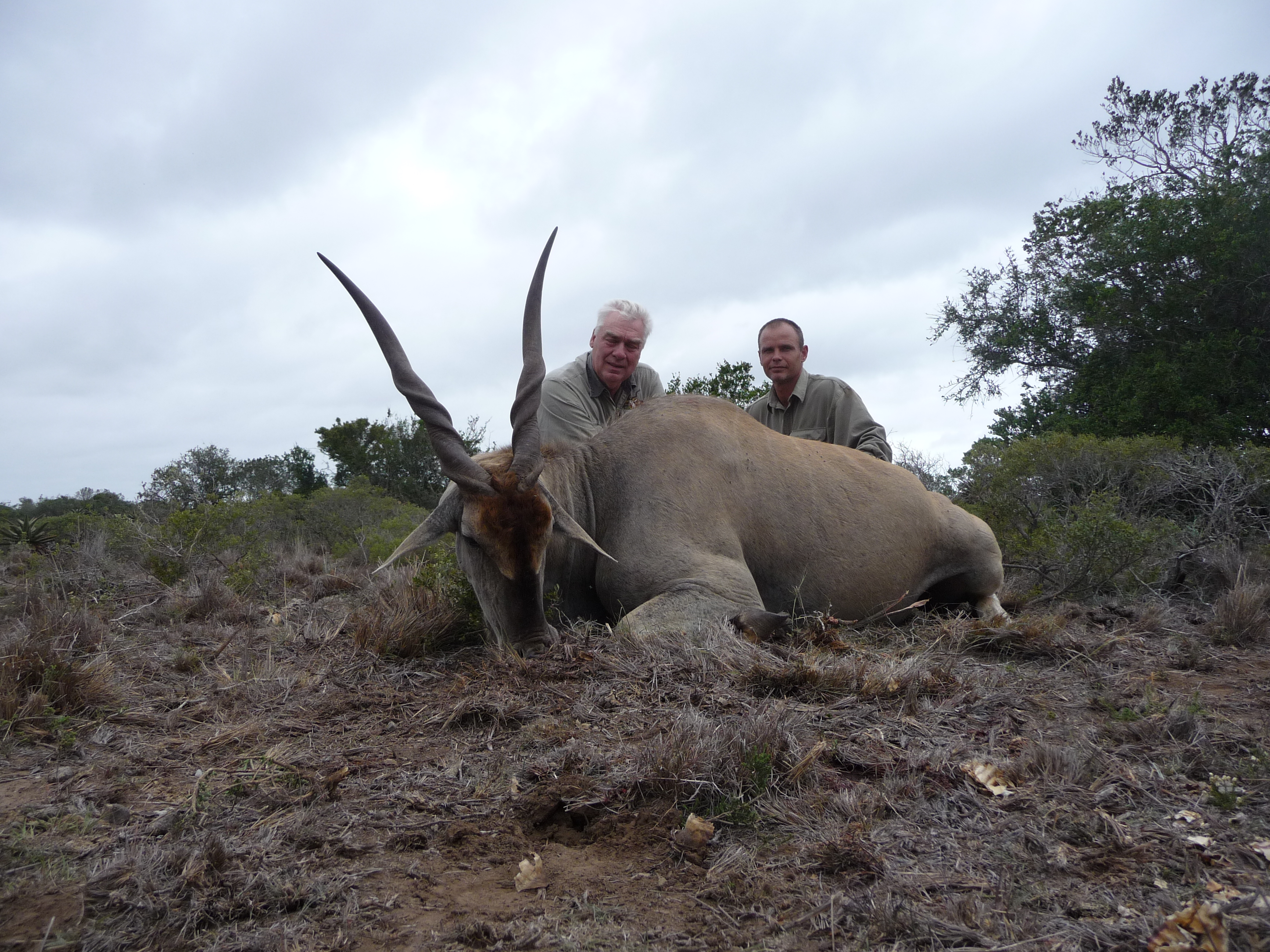 Nice Eland Bull , bullet entered shoulder in view with exit on the opposite shoulder..JPG