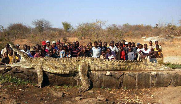 Nile-crocodile-1.jpg